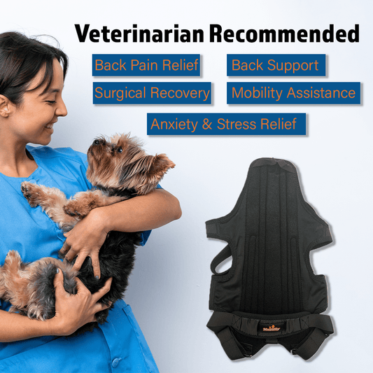 Dog Back Brace
