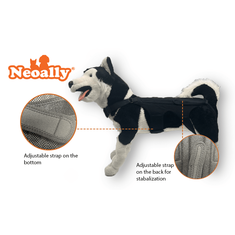 Dog Back Brace