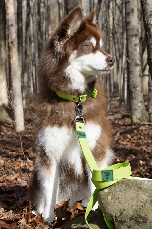 Waterproof Pet Leash