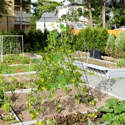 Trellis Plant Support