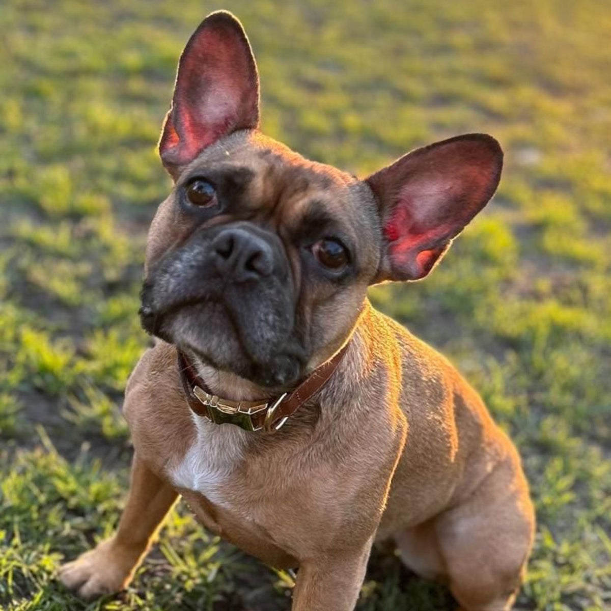 Air Tag Dog Collar