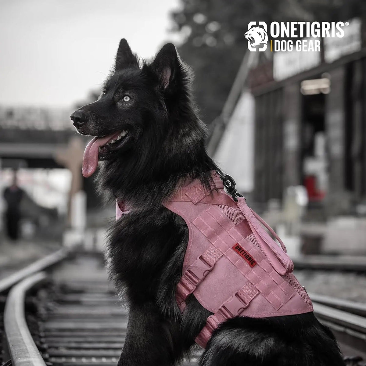 Dog Vest