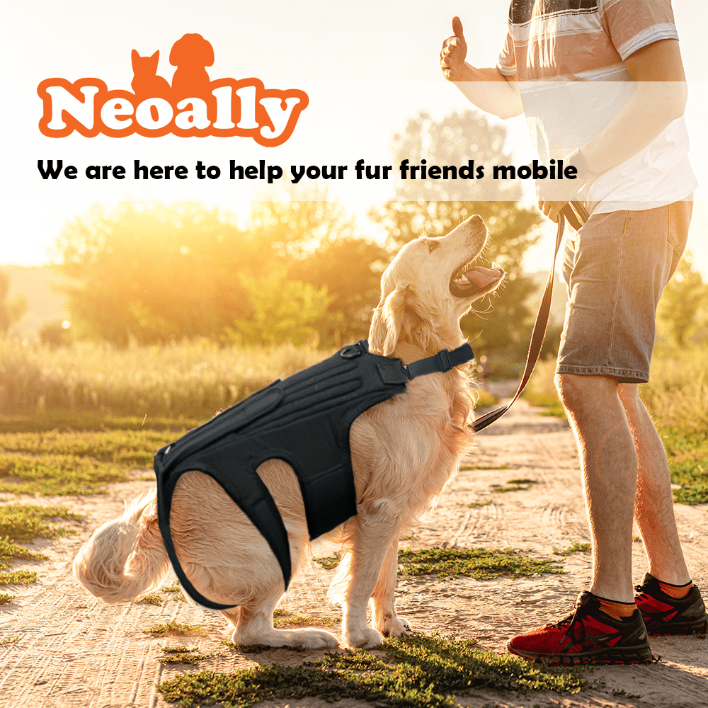 Dog Back Brace