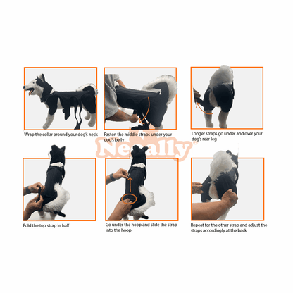 Dog Back Brace