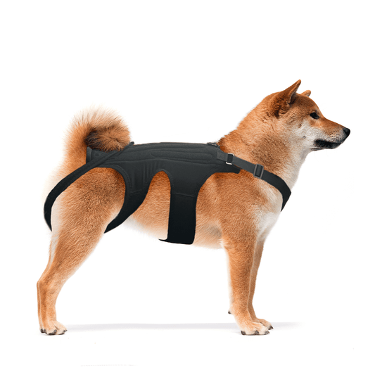 Dog Back Brace