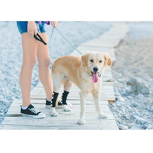 Dog Leg And Ankle Brace]
