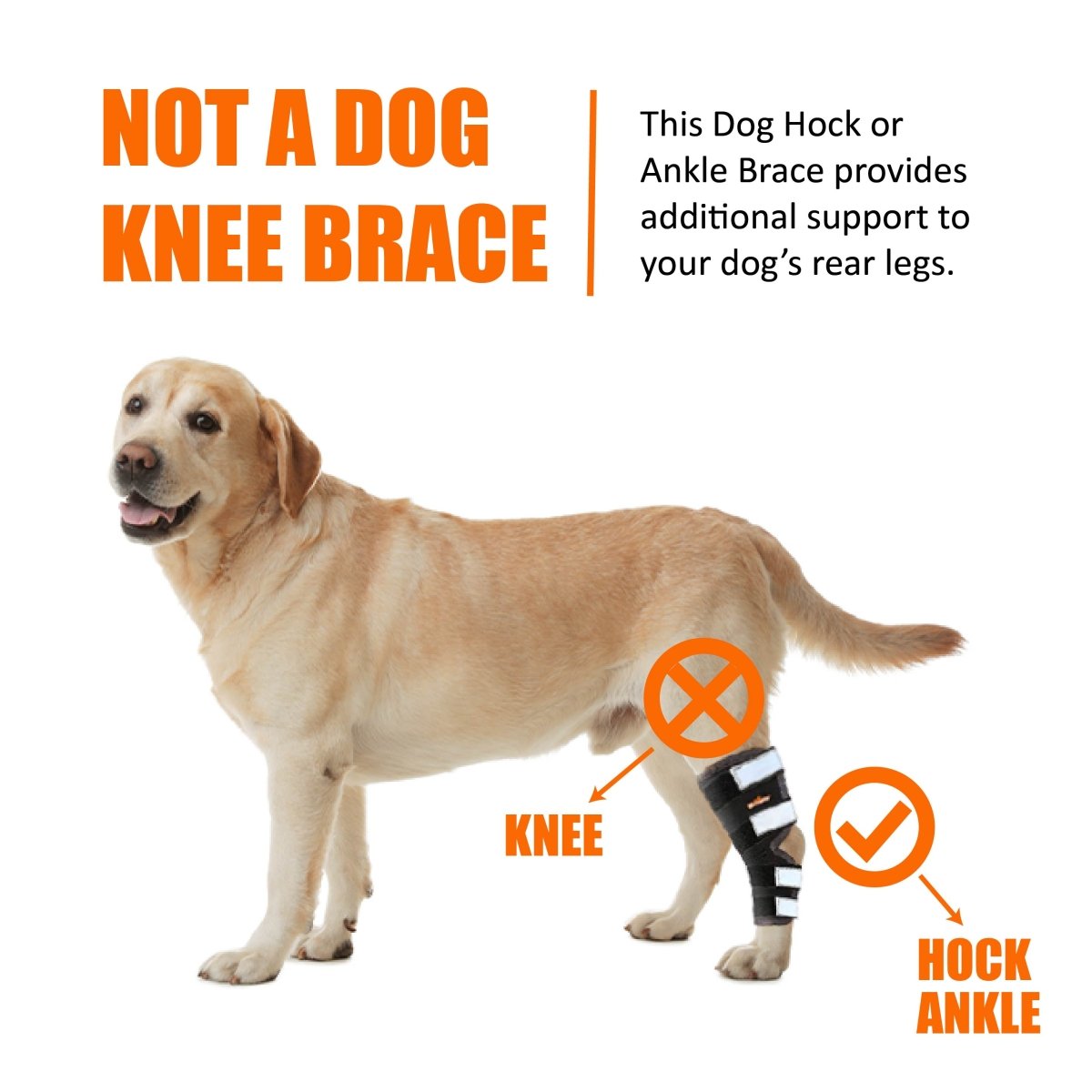 Dog Leg And Ankle Brace]
