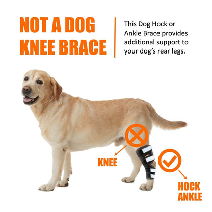 Dog Leg And Ankle Brace]