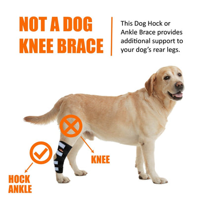 Dog Leg And Ankle Brace]