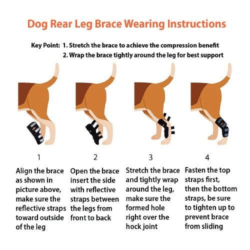 Dog Leg And Ankle Brace]