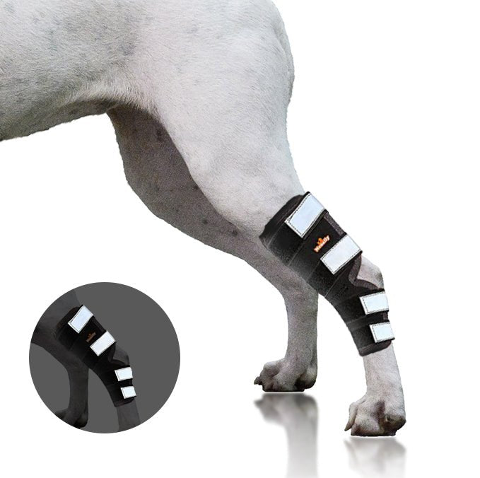 Dog Leg And Ankle Brace]