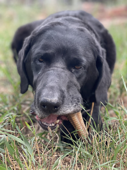 Dog Chew Toy