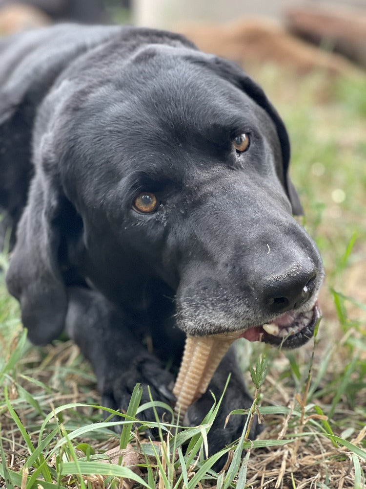 Dog Chew Toy